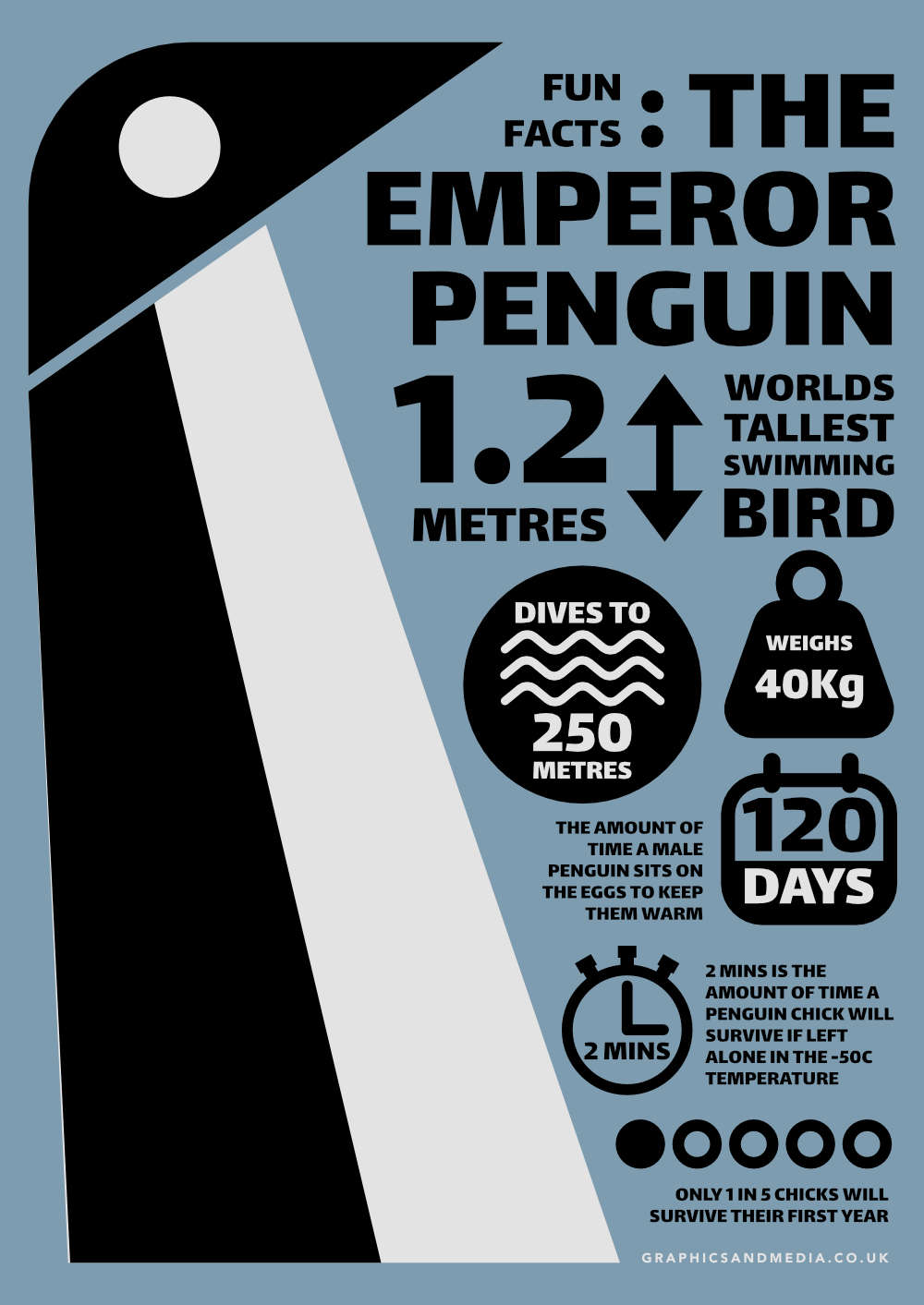 The Emperor Penguin Infographic Graphic Design Illustration and Digital Services Yorkshire