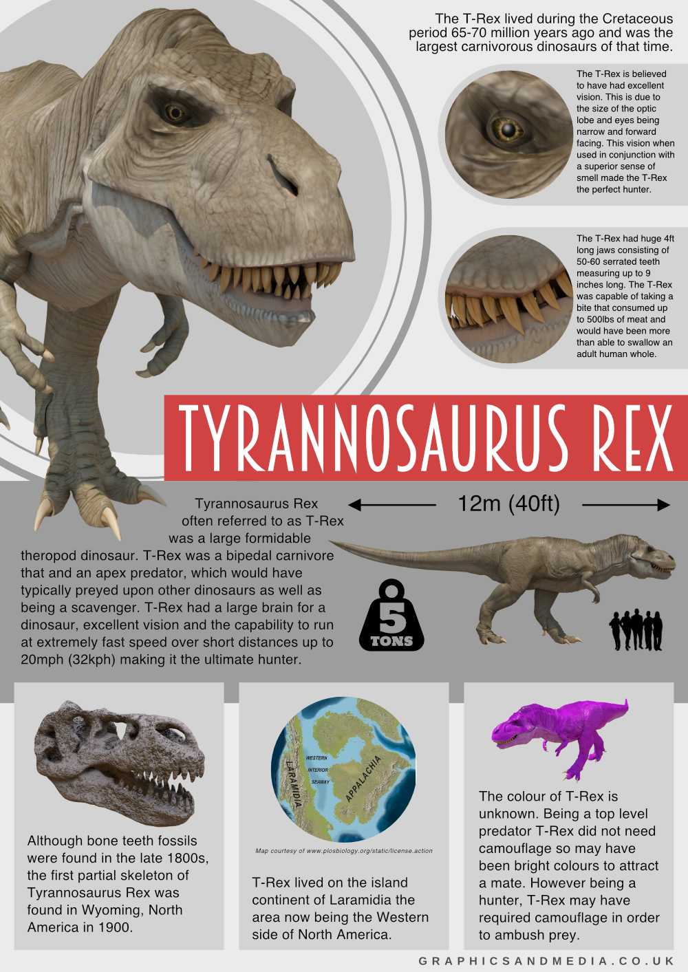 Tyrannosaurus Rex T Rex Infographic Graphic Design Animation 3D Website and Digital Services Yorkshire
